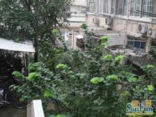 一楼带院子,卧室朝南采光良好,平华山绿地旁