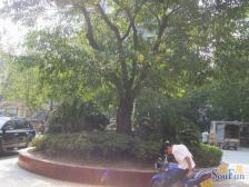 车站电梯房,大户型,阳台大,朝向好,位置好 总价低