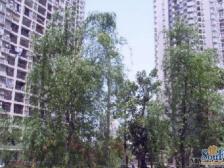 东和科苑正规两室 户型方正 业主诚心出售