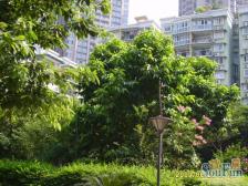 怡锦苑 1室0厅 东