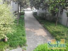 网红百年愚园路、低密8层电梯花园洋房,人车分流,