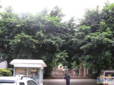 沙坪坝 凤天路 顶跃大户型 精装修 地段好 住家安静