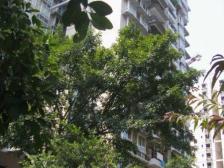 老城区 金马世纪港湾二房46万