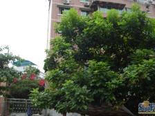 杨公桥 大川家园一房29万