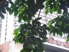 三峡广场 金沙国际一房75万