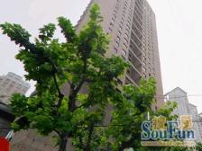 新天地烫金板块,总价低底价呈现,满五税少