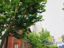 诚意出租5500朝南,安静位置,阳光很好