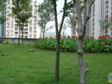 冉家坝 金科蚂蚁SOHO一房43万