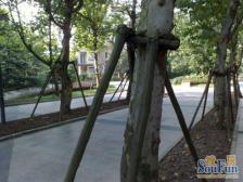 鸳鸯 龙湖弗莱明戈三房235万