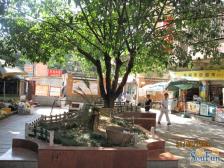 三峡广场 台湾花园三房80万