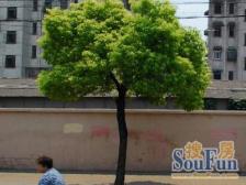 临汾路1515弄 1室0厅 南