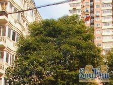 内环内 五轨交汇 全屋定制 电梯书包房 必看好房