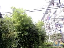 控江·松花小区(杨浦)·2室·0厅