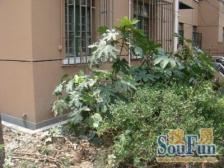 临汾路1564弄 1室1厅 南 北