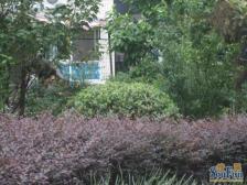 带入户花园 户型方正 环境如森林公园