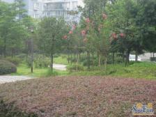 西区 依山庭院二房68万