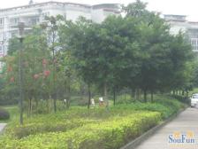 西区 依山庭院三房52万