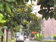 龙阳路五轨交汇+龙阳路CBD+商品房小区+全明带阁楼