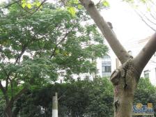 安静位置 环境优美 出行便捷 户型正气 精装复试