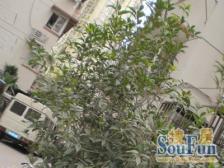 新上正气三房 两南一北 全明户型 楼层好 阳光好 可谈