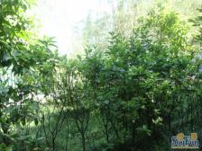 回兴 逸静花园(渝北)三房56万