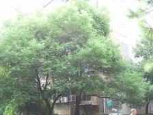 桃苑二区 南北通透,采光好 中间楼层