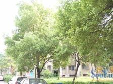 桃苑二区 南北通透,采光好 装修好,环镜优美 视野好,诚心出售