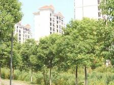 玉带明珠 南北通透,采光好 装修好,环镜优美 近地铁 中间楼层