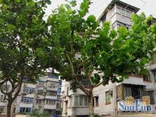 房型正气,主卧朝南,小区中心位置,一梯四户,中式风格