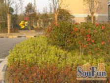 上大阳光乾和园5室南朝向398.00万元/套出售