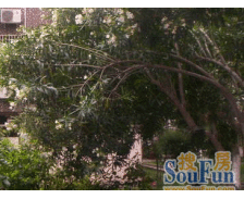 新上好房,6号线地铁博兴路站300米业主诚意出售