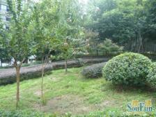 福利社 海棠晓月E区一房39万