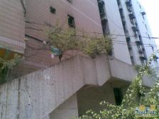 南坪 华苑楼一房72万