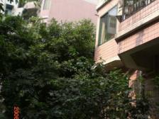 南坪聚丰花园洋房顶跃三米空高带露台屋顶花园