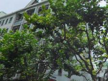 紧靠世纪大道和2号线东昌站,精装修不靠路,置换诚售看中能大谈