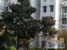 育秀一区 3室1厅 南