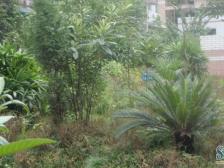 顺庆佳园 2室1厅 东南