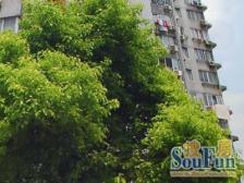 新出房源,电梯高层,房东诚心出售,满五年,看房随时