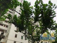 菊园洋泾未用过 电梯边套全明三房 两房朝东一房朝北 使用率高