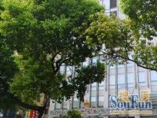 新虹桥捷运大厦 3室2厅 东北