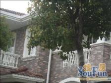 海湾低Chao便宜独栋别墅满屋随时可以看房