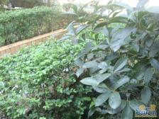 海德福苑B区 2室1厅 南