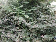 回兴 圣园山庄二房