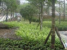 双轻轨站旁位置好近商圈近医疗出行生活都方便