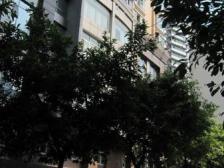 加州新牌坊 民航大厦四房200万