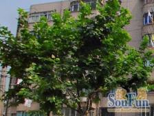 保利融创一路之隔!徐汇滨江 近地铁 双南东边套两房