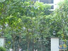 海棠溪 金龙港湾三房48万