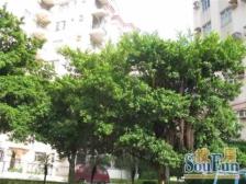 风景山庄 3室2厅 东南