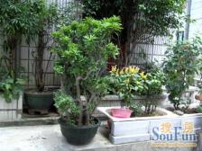 一梯两户格局方正实用率高邻近樟木头火车站