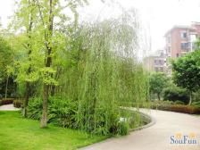 此房视野宽阔 采光充足 户型方正 小区环境优美